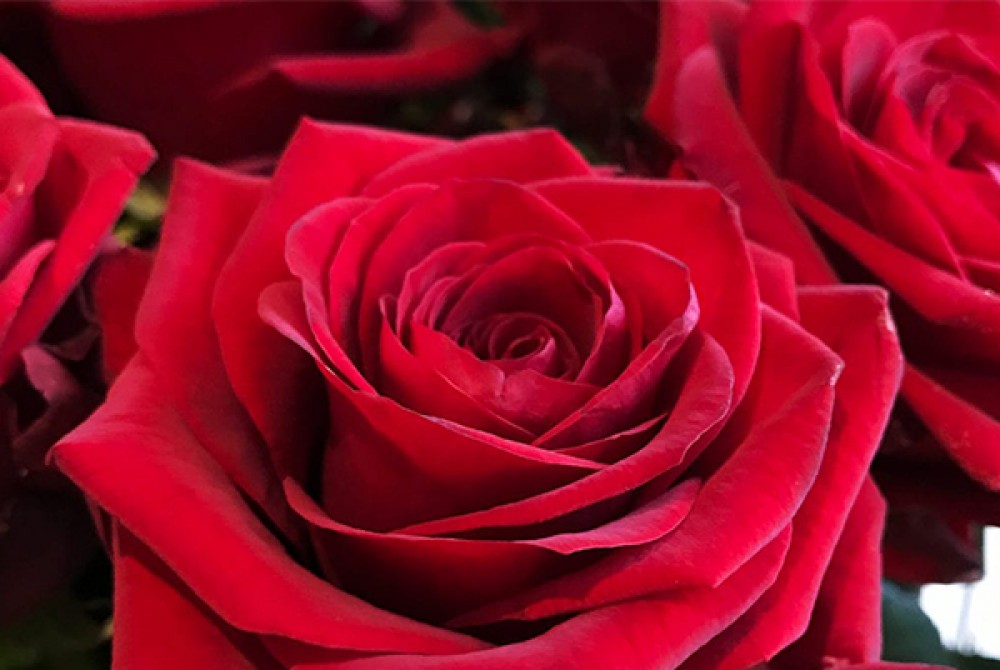 12 Luxury Red Roses