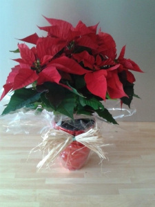 Gift wrapped Poinsettia