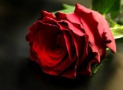 6 Beautiful Red Roses