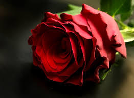 6 Luxury Red Roses